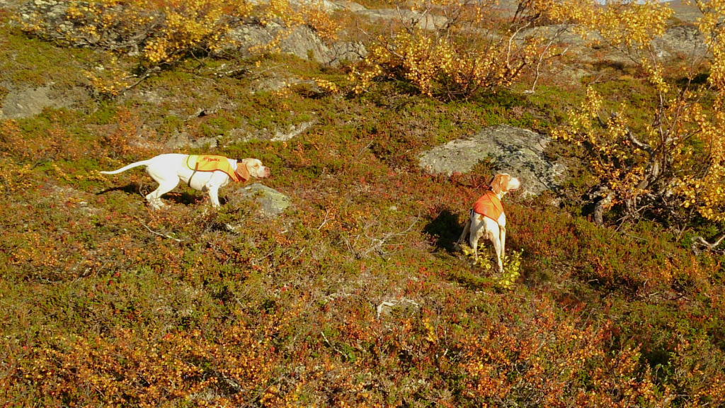 Ludde og Kasper i stand